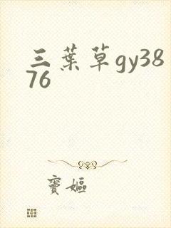 三叶草gy3876