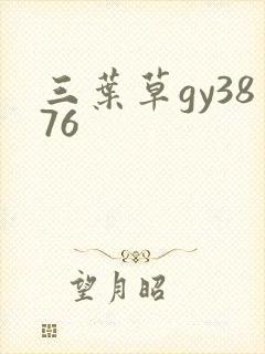三叶草gy3876
