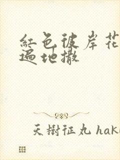 红色彼岸花花瓣遍地撒