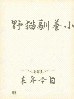 野猫驯养小说