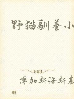 野猫驯养小说