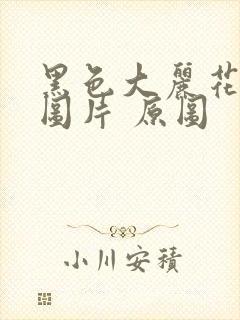 黑色大丽花真实图片 原图