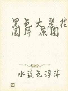 黑色大丽花真实图片 原图