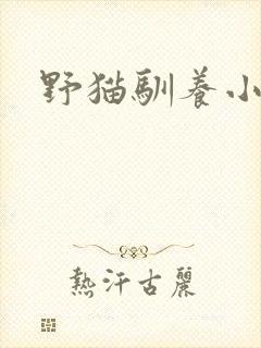 野猫驯养小说