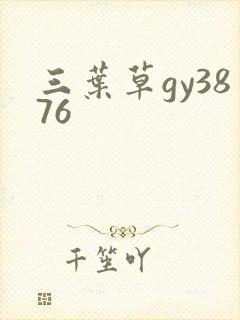 三叶草gy3876