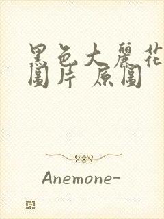 黑色大丽花真实图片 原图