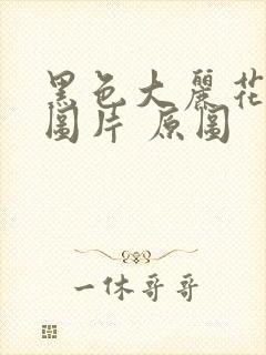 黑色大丽花真实图片 原图