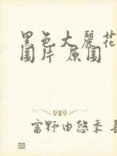 黑色大丽花真实图片 原图