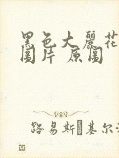 黑色大丽花真实图片 原图