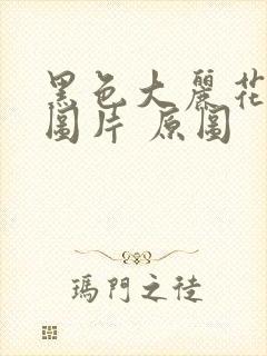 黑色大丽花真实图片 原图