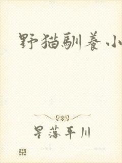 野猫驯养小说