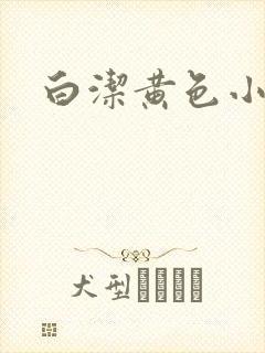 白洁黄色小说