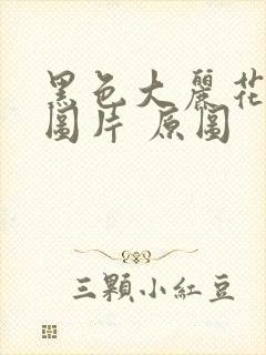 黑色大丽花真实图片 原图封面