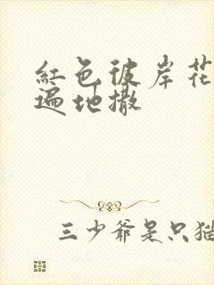 红色彼岸花花瓣遍地撒