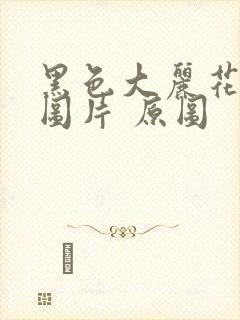 黑色大丽花真实图片 原图