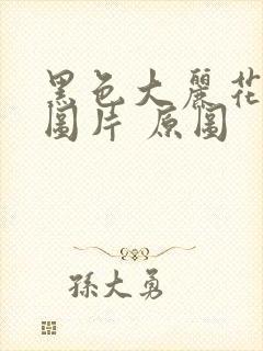 黑色大丽花真实图片 原图封面