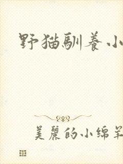 野猫驯养小说