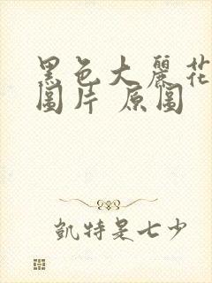 黑色大丽花真实图片 原图