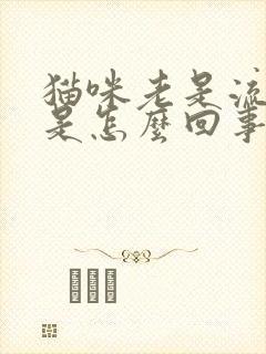 猫咪老是流眼泪是怎么回事封面