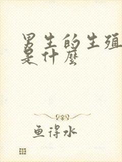 男生的生殖器官是什么