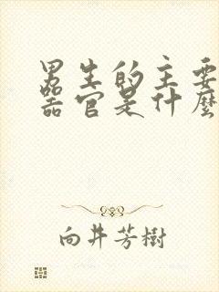 男生的主要生殖器官是什么封面