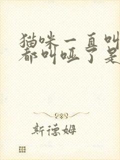 猫咪一直叫声音都叫哑了是怎么回事?