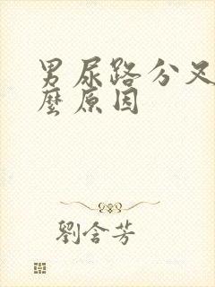 男尿路分叉是什么原因