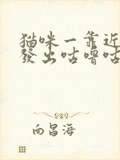 猫咪一靠近你就发出咕噜咕噜的声音