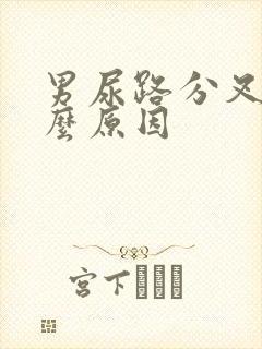 男尿路分叉是什么原因