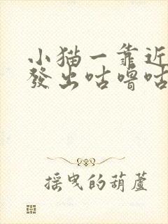 小猫一靠近我就发出咕噜咕噜的声音