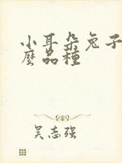 小耳朵兔子是什么品种