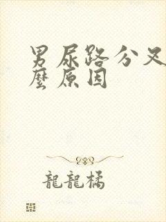 男尿路分叉是什么原因