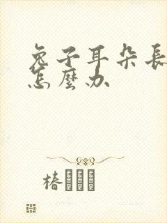 兔子耳朵长虫子怎么办