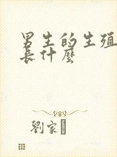 男生的生殖器官长什么