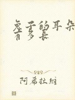 兔子的耳朵大约有多长封面