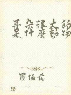 耳朵很大的动物是什么动物