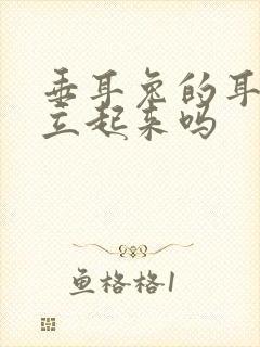 垂耳兔的耳朵会立起来吗