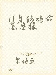 11月的鸡命运怎么样封面