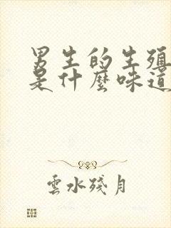 男生的生殖器官是什么味道的