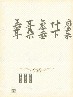 垂耳兔什么时候耳朵垂下来