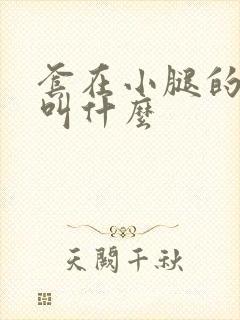 套在小腿的袜子叫什么封面