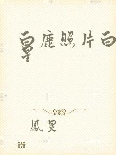 白鹿照片白月梵星封面