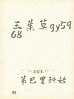 三叶草gy5968