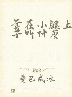 套在小腿上的袜子叫什么