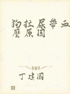 狗拉尿带血是什么原因