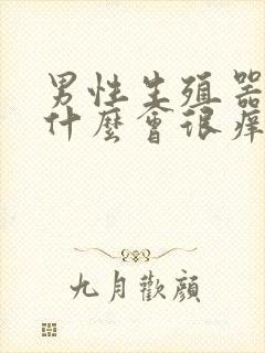 男性生殖器官为什么会很痒