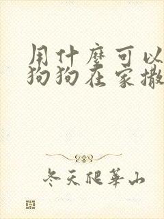 用什么可以去除狗狗在家撒的尿味