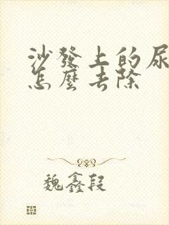 沙发上的尿骚味怎么去除