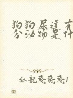 狗狗尿道有黄色分泌物是什么原因?