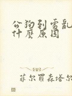 公狗到处乱尿是什么原因